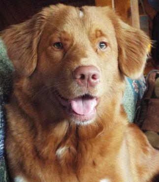 Susqudilla Lennoxlove's Coopers Mini Jetta | Nova Scotia Duck Tolling Retriever 