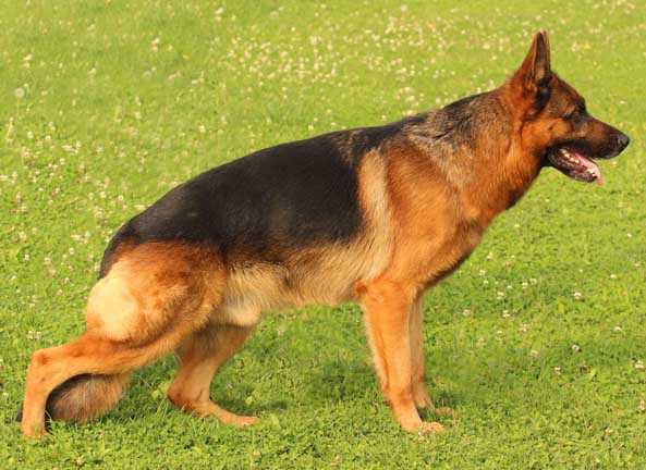 Nadolf vom Muldenschlößchen | German Shepherd Dog 