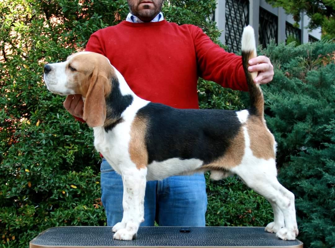 Evalux Connor | Beagle 