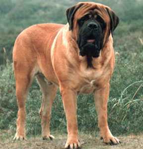 Iron Macho v.d. Heide´ s Hoffroh | Mastiff 