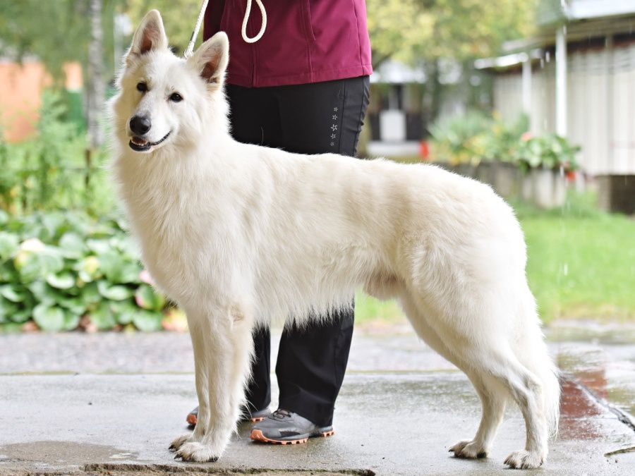 Amrod of Lonely Mountain | White Swiss Shepherd Dog 