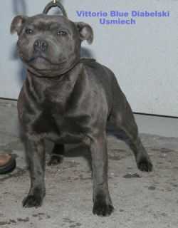 VITTORIO BLUE DIABELSKI USMIECH | Staffordshire Bull Terrier 