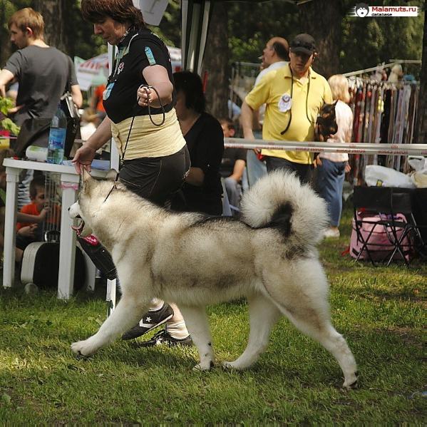 Leyu Veronika | Alaskan Malamute 