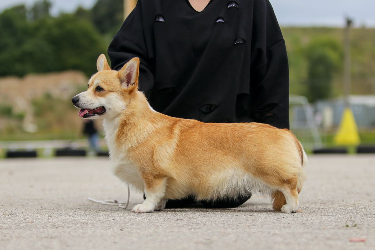 Goldwind Yunaya lady | Pembroke Welsh Corgi 