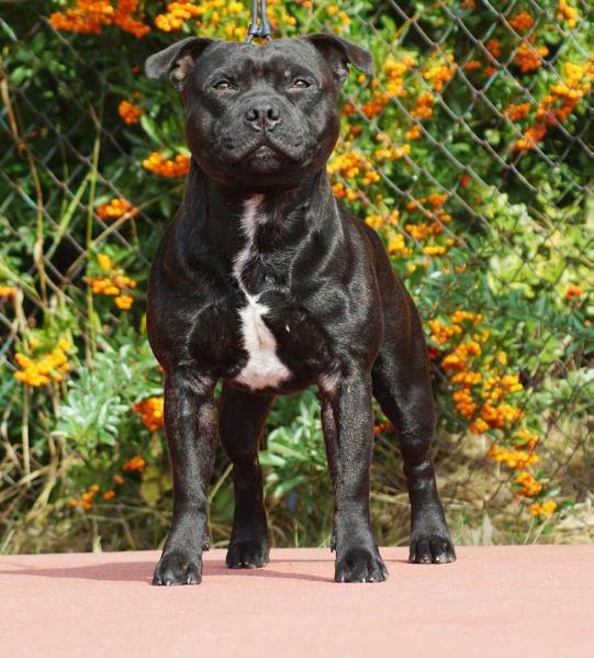 DECIMUS PRIME DOMIDAR DOGS | Staffordshire Bull Terrier 