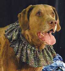 Caslpeke Gordons Chevrolet | Chesapeake Bay Retriever 