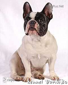 DARNIBU DAYANA | French Bulldog 