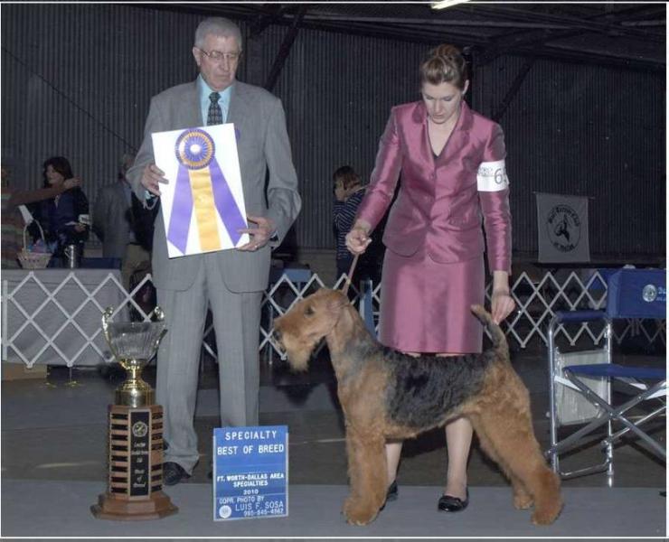 Sherwood's Lady Of The Lake | Airedale Terrier 