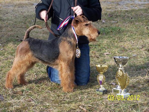 Caroll Star Franke | Welsh Terrier 