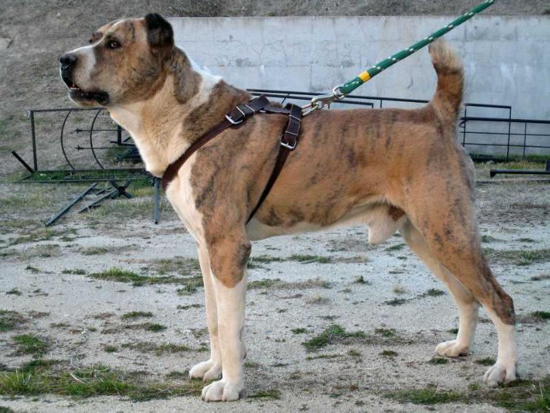 K-Anchar Aksakkal | Central Asian Shepherd Dog 