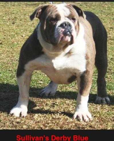 Sullivan's Chief Derby Blue | Olde English Bulldogge 