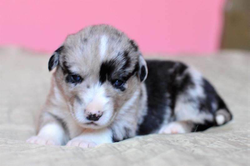 SEVASTOPOLSKIY VALS VENERA SUNGREY | Cardigan Welsh Corgi 