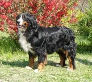Maglod Falvi Nancy | Bernese Mountain Dog 