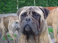 U' Belle chapi chapo | Bullmastiff 