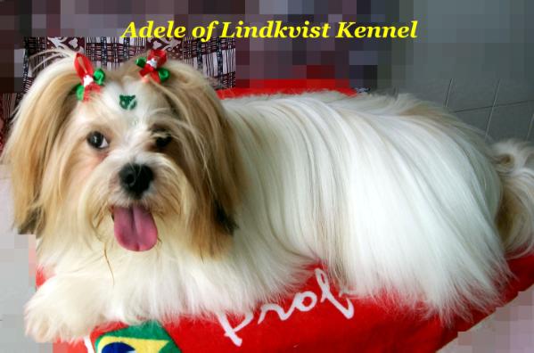 Adele of Lindkvist | Lhasa Apso 