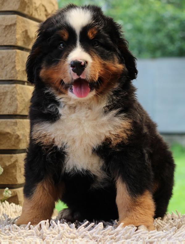 X' Starzhy | Bernese Mountain Dog 