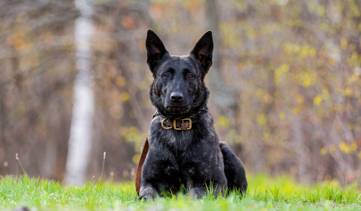 Alita De Las Flores | Dutch Shepherd 
