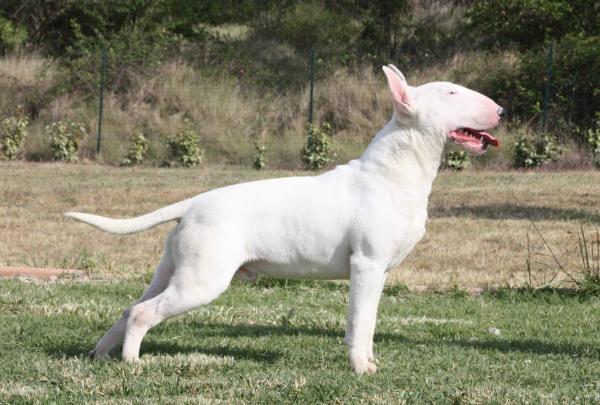 Aricon Tigers Eye | Bull Terrier 