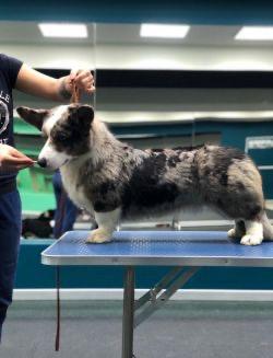 Yanshtuk Rozdenniy Pobeditelem | Cardigan Welsh Corgi 