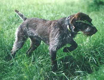 Sure Shot's Rockland Boss | German Wirehaired Pointer 