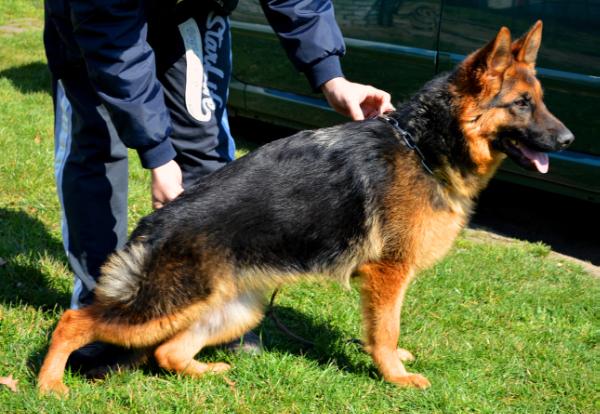 Toska vom Panonian Haus | German Shepherd Dog 