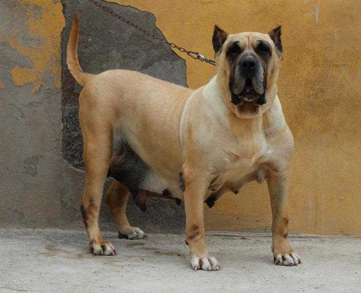 Artemisa de la Jacha | Perro de Presa Canario 