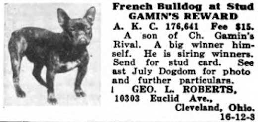 Gamin's Reward 176641 | French Bulldog 