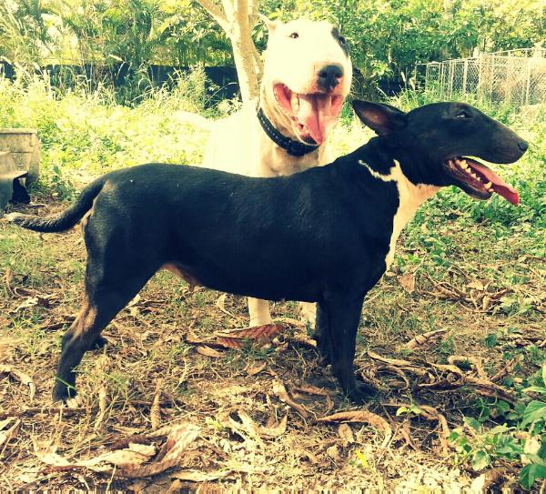 Black Ice of PSB | Bull Terrier 