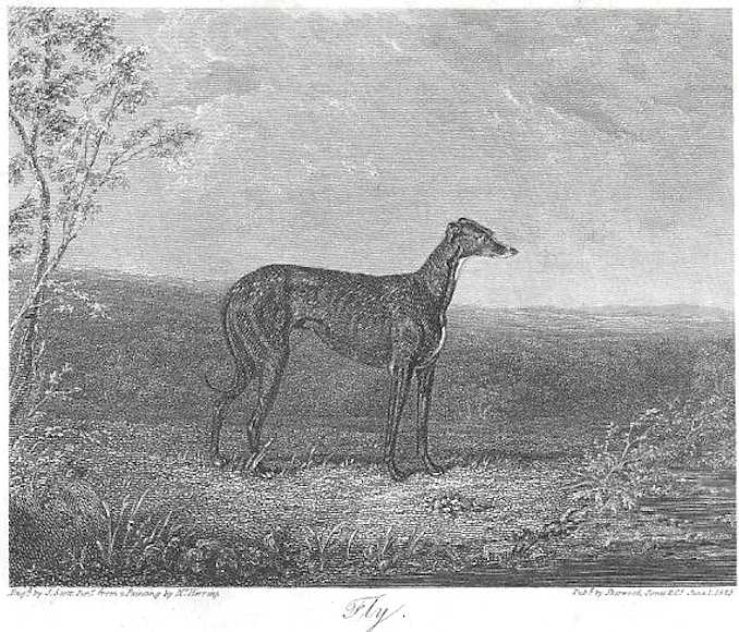 Fly (1824) | Greyhound 