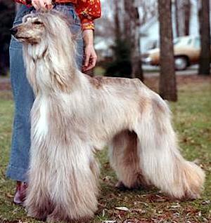 Sahiba Sudden Silver | Afghan Hound 