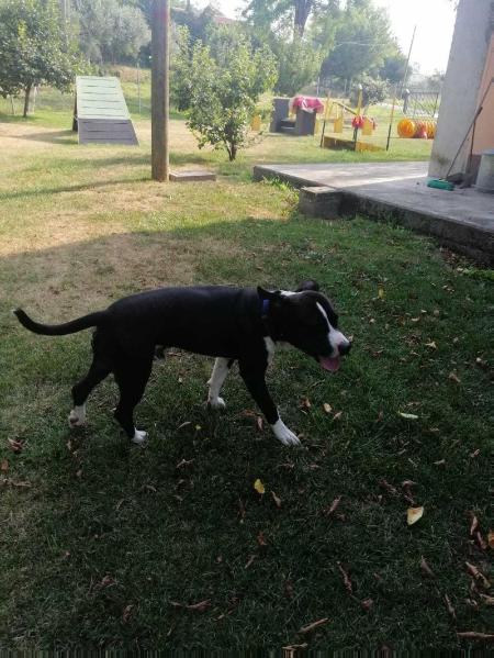 Gallardo | American Staffordshire Terrier 
