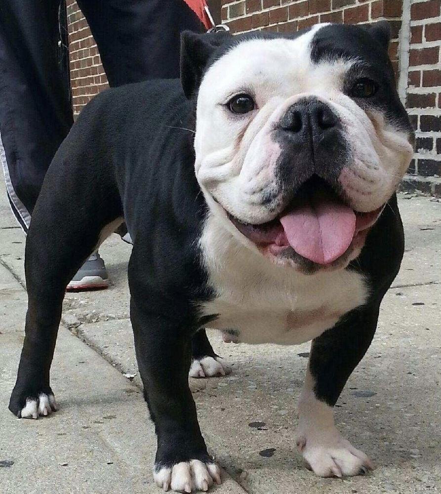 Torres’ Panda | Olde English Bulldogge 