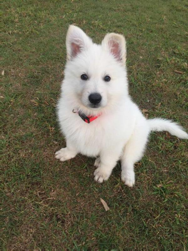 Sandiswiss White Ice Artic | White Swiss Shepherd Dog 