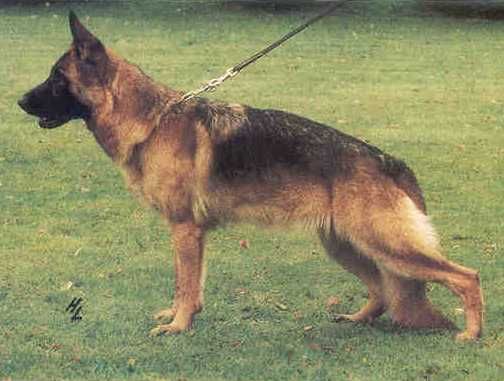 Vaneska von der Wienerau | German Shepherd Dog 