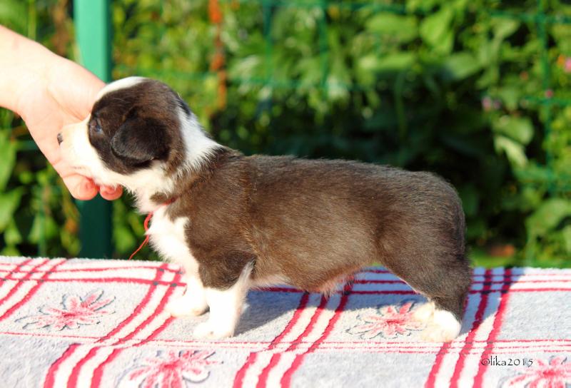 Zonenvelt Evita Soller? | Cardigan Welsh Corgi 