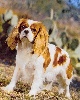 Rhony de Siffle-Mistral | Cavalier King Charles Spaniel 