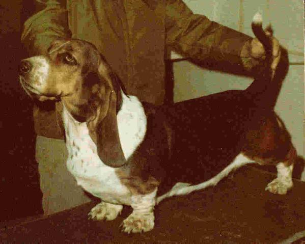 Coran's Penelope O' George | Basset Hound 