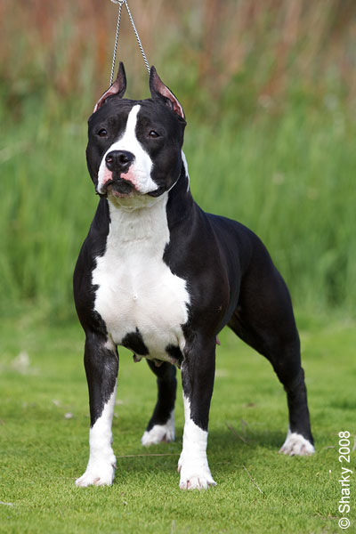 Speranza Grande Evensis | American Staffordshire Terrier 