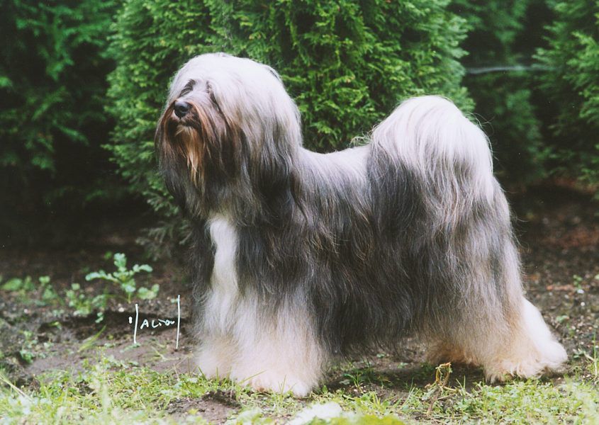 SHARA OF SJO-WHO-SJI-BIB | Tibetan Terrier 