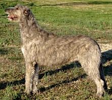 Steppin'Wolf's Gossamer Wing | Irish Wolfhound 