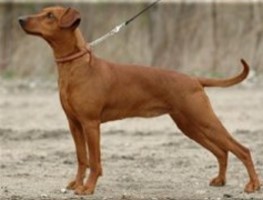 Pinch-Hit's MELLE | German Pinscher 