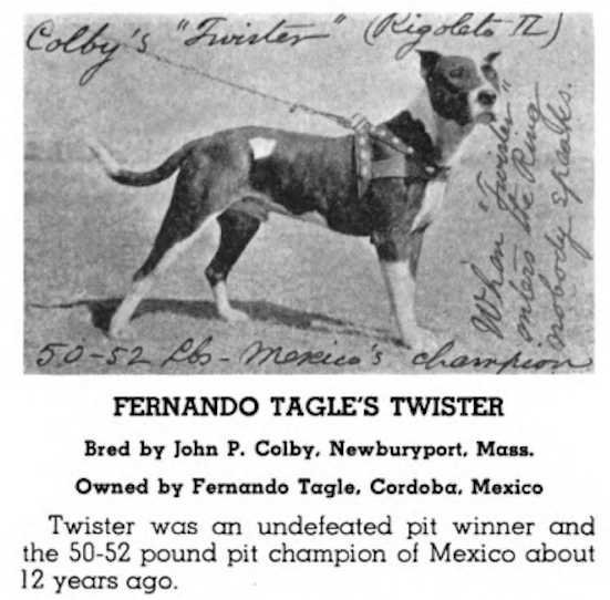 Fernando Tangle's Twister | American Pit Bull Terrier 