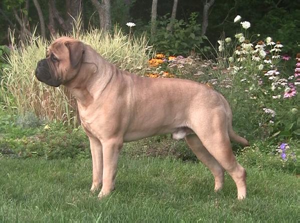 Winning Colors Lite The Fuse | Bullmastiff 