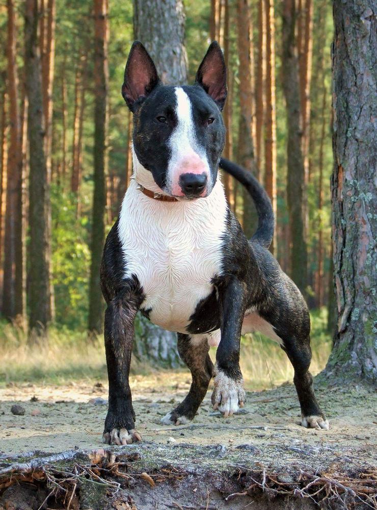 GRU Mini Terrier FCI | Miniature Bull Terrier 