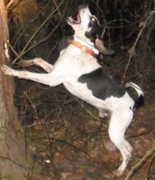 Nance's Cache River Double OO | Treeing Walker Coonhound 