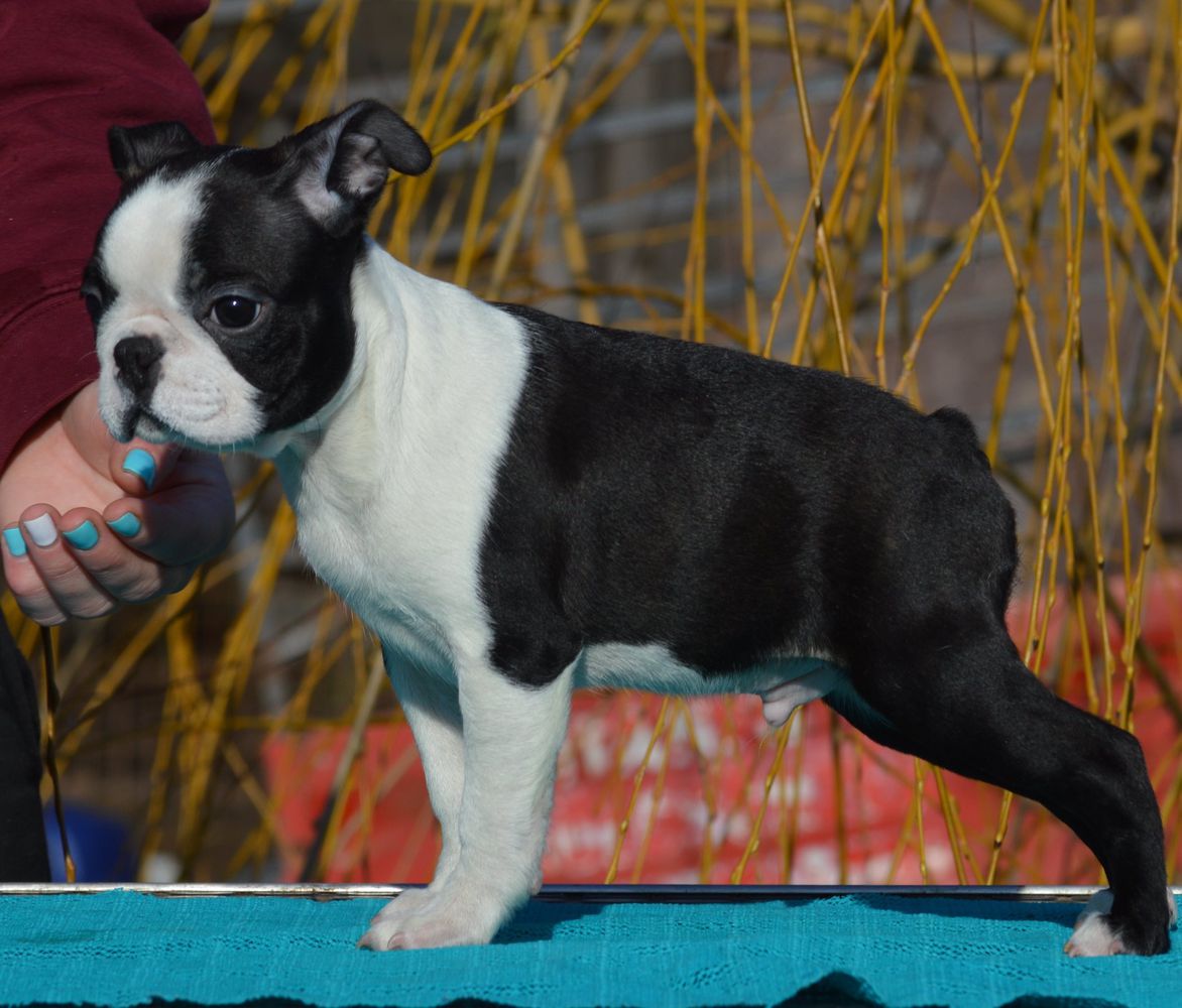Crazy Crys Call Of The Wild Bosties | Boston Terrier 
