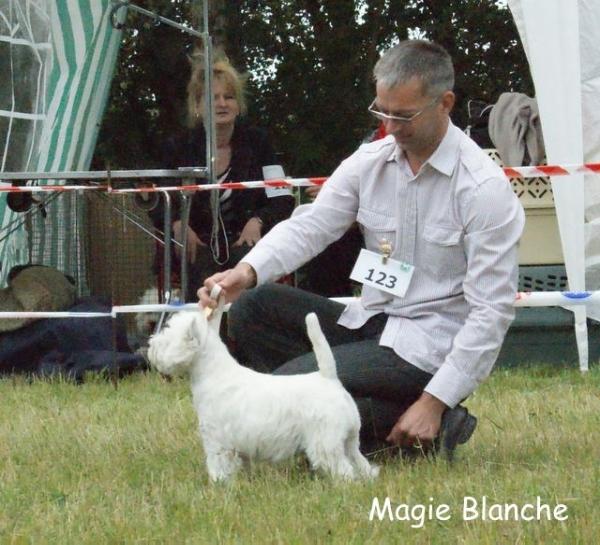 UPSIDE DOWN  Magie Blanche | West Highland White Terrier 