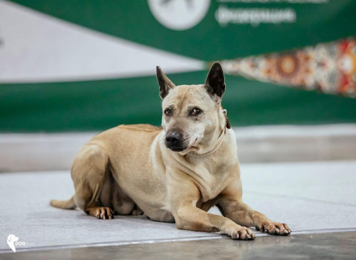 Elpgrace Vissera Faer Qwin | Thai Ridgeback 