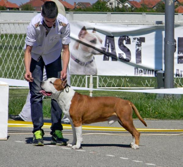 Rols Roys V.D Avaforst | American Staffordshire Terrier 