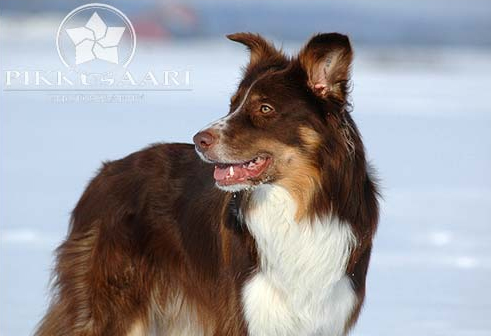 Cabaroo the Arctic Fire | Border Collie 